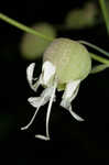 Balkan catchfly